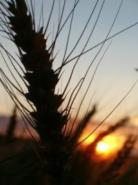 wheatsunset